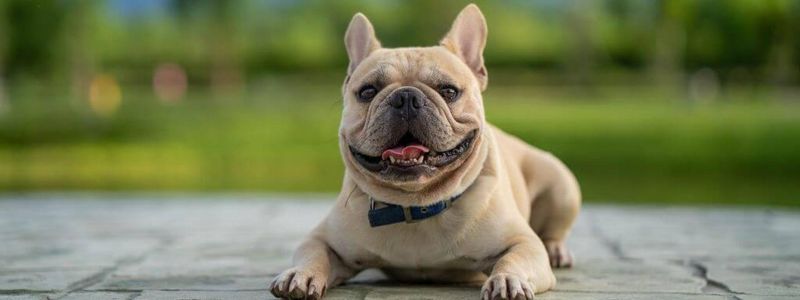 French Bulldog