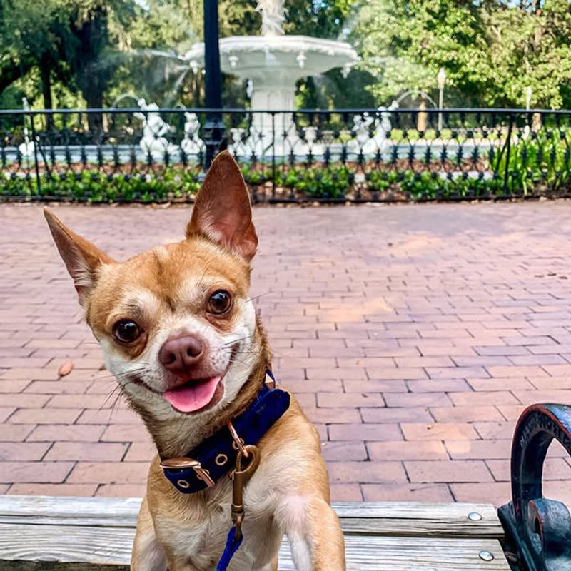 Chihuahua