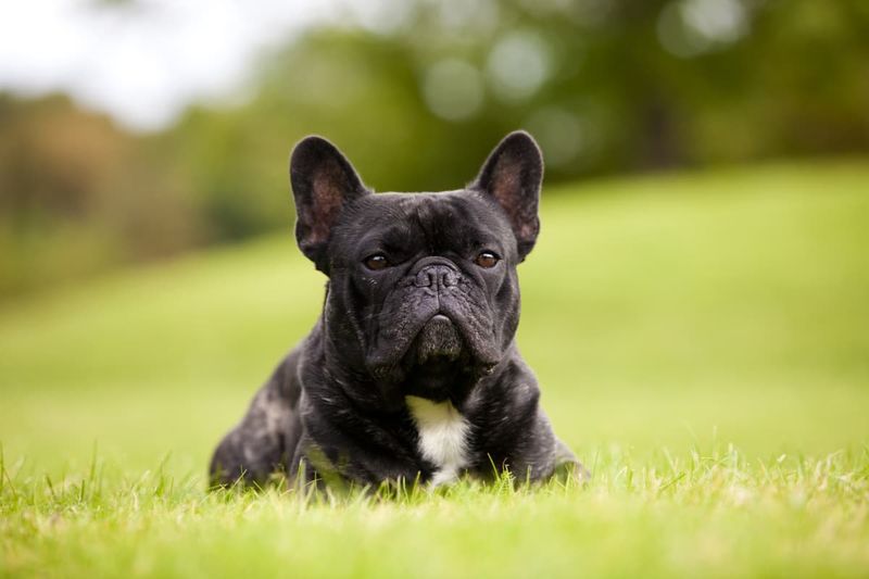French Bulldog