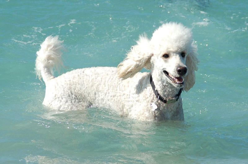 Poodle