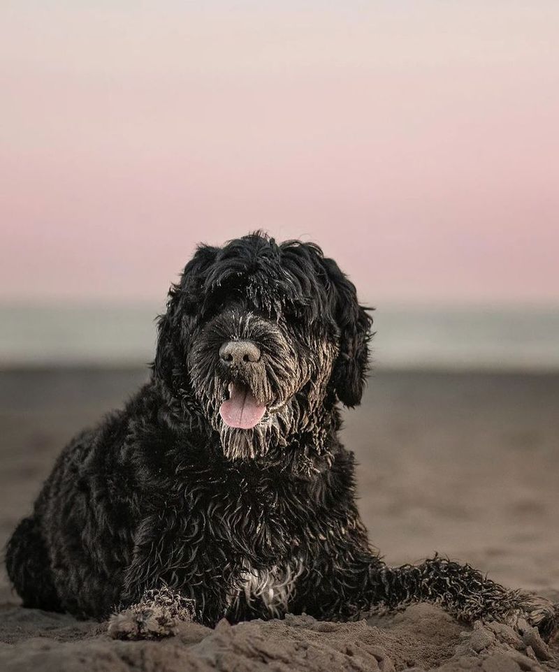 Portuguese Water Dog: Born Beach Professionals