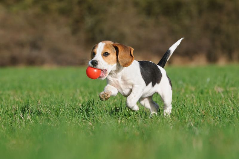 Beagle: The Perfect Suburban Sidekick