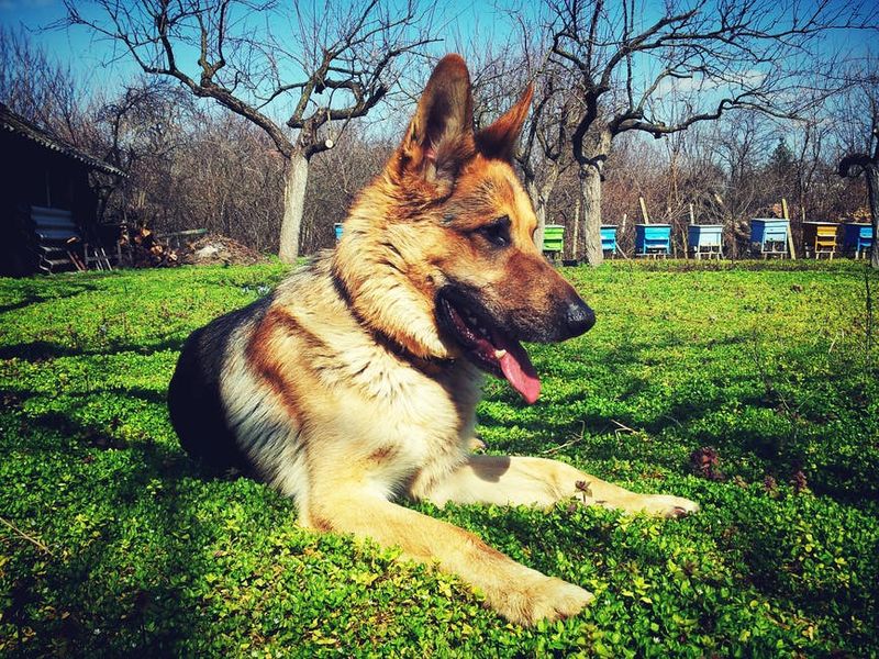 German Shepherd: The Versatile Protector
