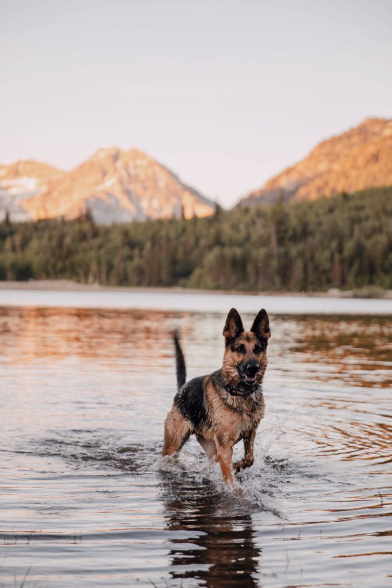 German Shepherd: The Versatile Californian
