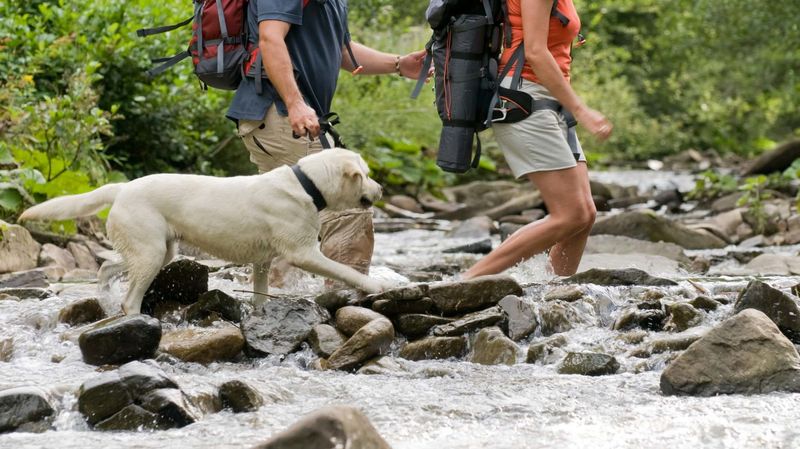 Labrador Retriever: Adventure Partner Extraordinaire