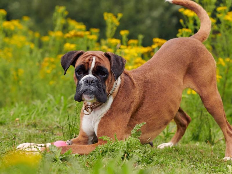 Boxer: The Playful Guardian