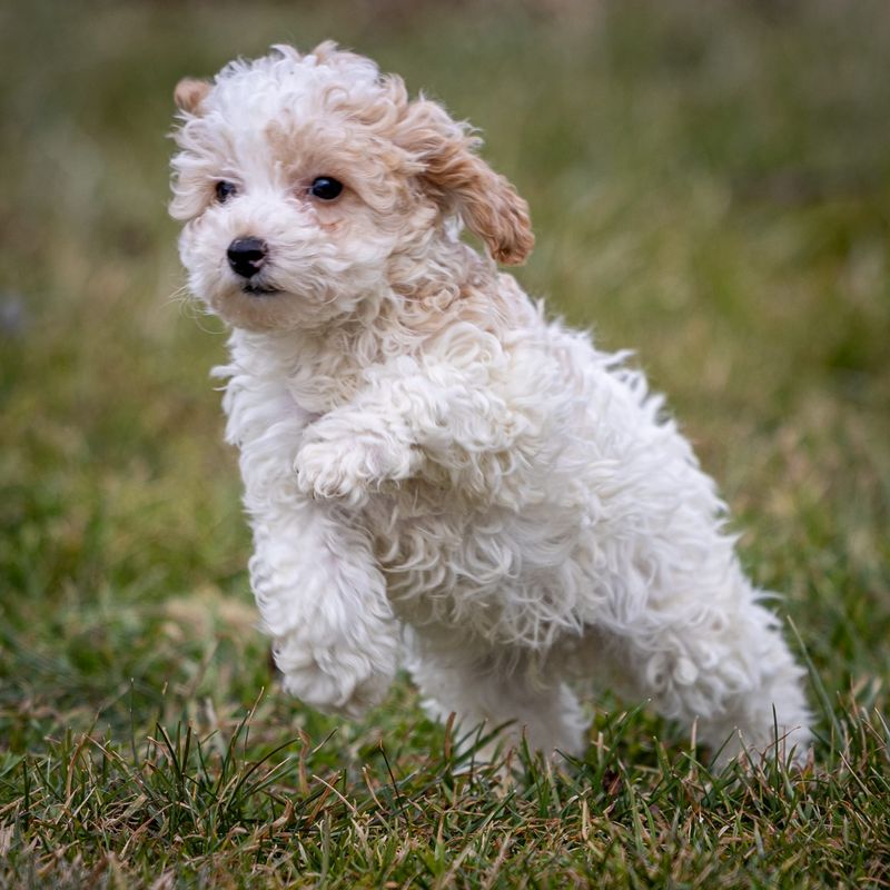 Poodle: The Versatile Brainiac