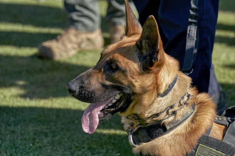 German Shepherd