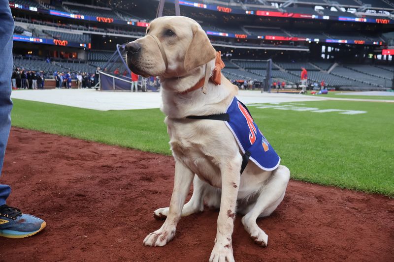 Labrador Retrievers: The Athletic Urbanites