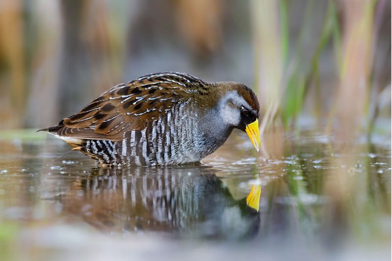 Marsh Phantom: Sora Rail