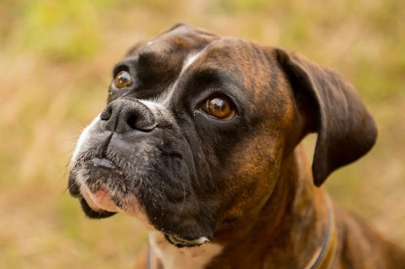 Boxer