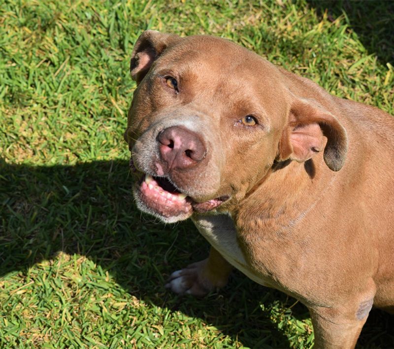 American Pit Bull Terrier