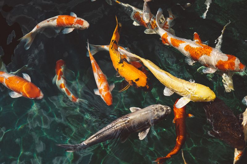 Koi: Living Art That Survives Illinois Winters