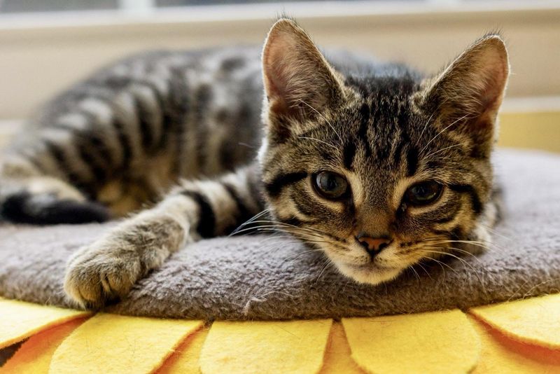 Domestic Shorthair Cats: Purr-Fect Georgia Companions
