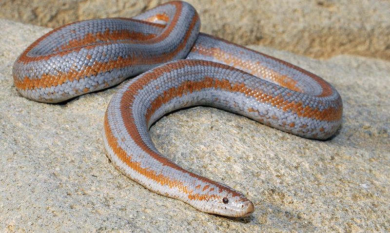 Desert Rosy Boa: The Pastel Dream