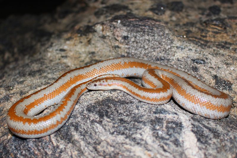 Desert Rosy Boa