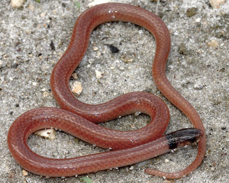 Rim Rock Crowned Snake: The Limestone Specialist on the Edge
