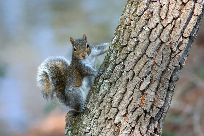 Eastern Gray Squirrel: Acrobatic Tree Dweller