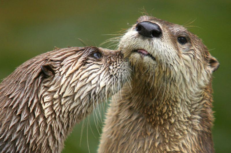 Resourceful River Otters