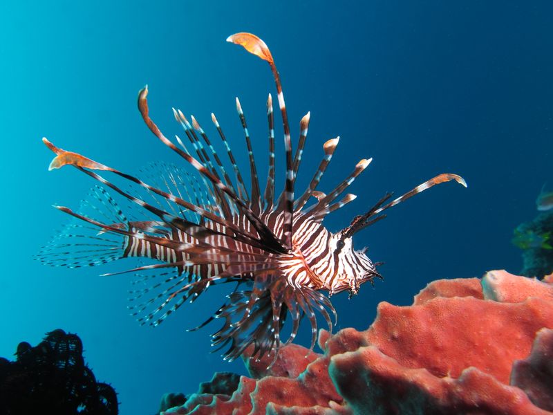 Lionfish: The Controversial Beauty