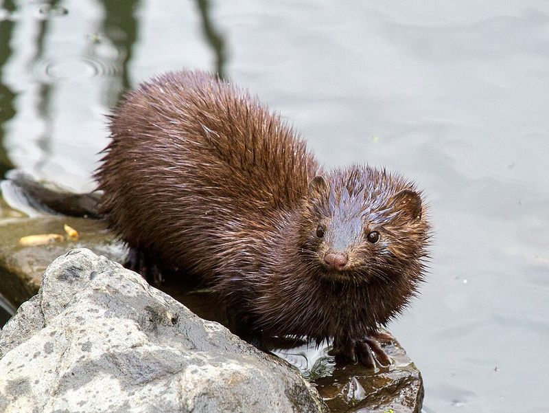 Mink (Neovison vison)
