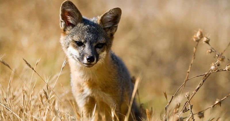 Island Foxes Are Smaller Than House Cats