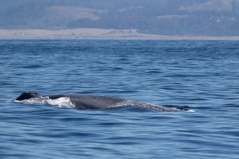 Minke Whale: The Shy Speedster