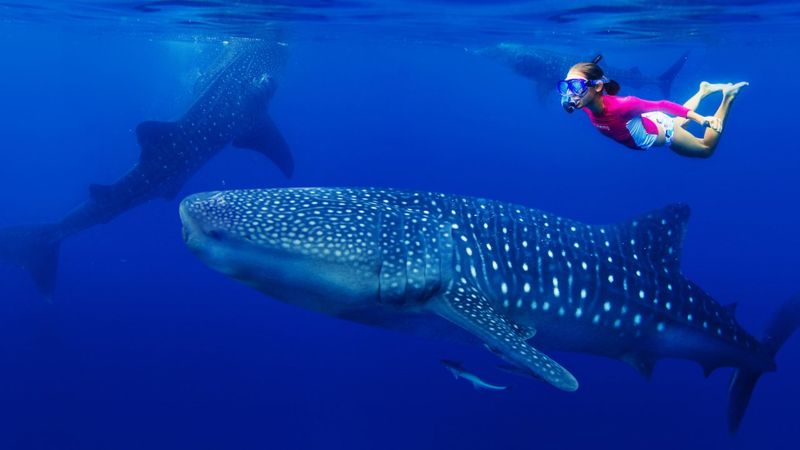 Whale Shark: Polka-Dotted Filter Feeder