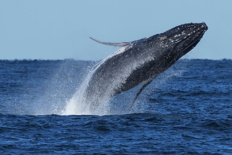Humpback Whale