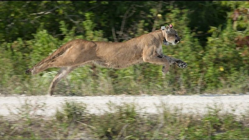 Florida Panther: The Sunshine State's Stealthy Cat