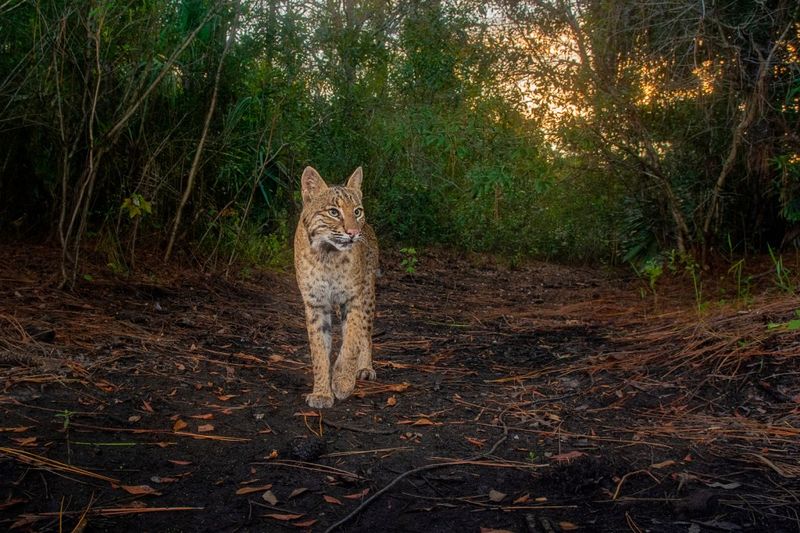 Bobcat: Backyard Phantom