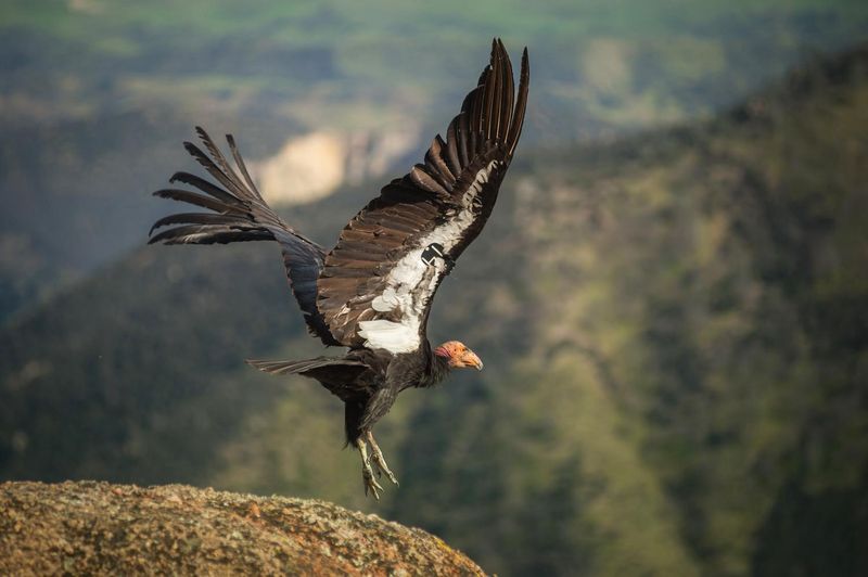 California Condors: Pinnacles National Park