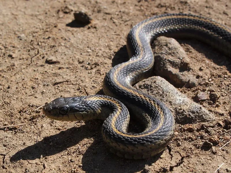 Western Terrestrial Garter Snake: The Desert's Water Hunter