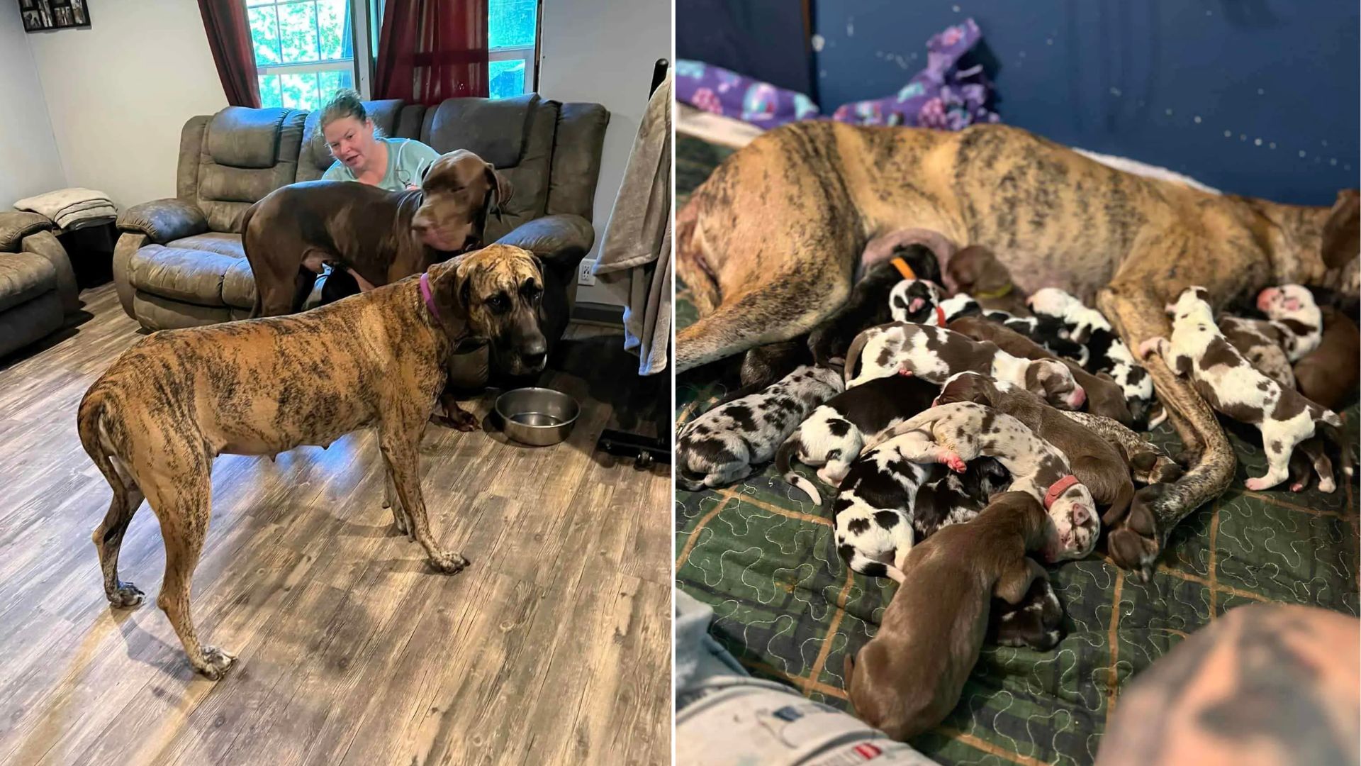 Great Dane From Virginia Shocks The World With Her Giant Litter In Less Than 30 Hours