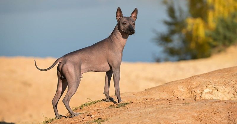 Xoloitzcuintli: The Ancient Desert Guardian