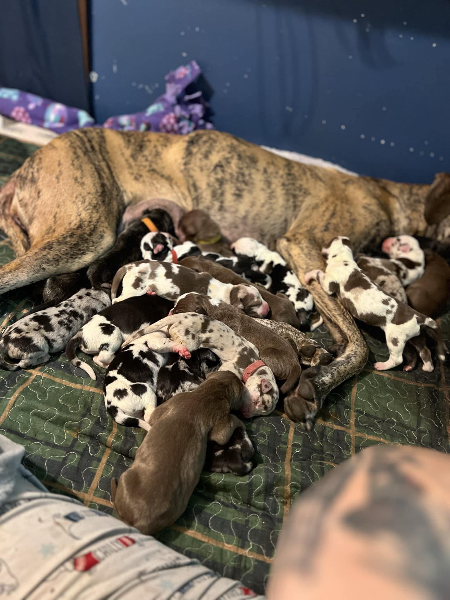 Great Dane and puppies