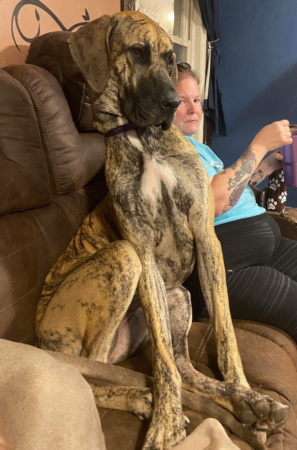 Great Dane on couch
