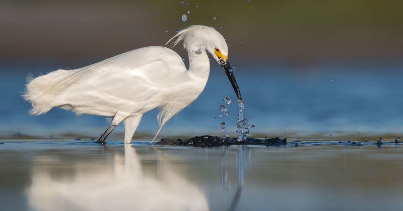 Snowy Egret