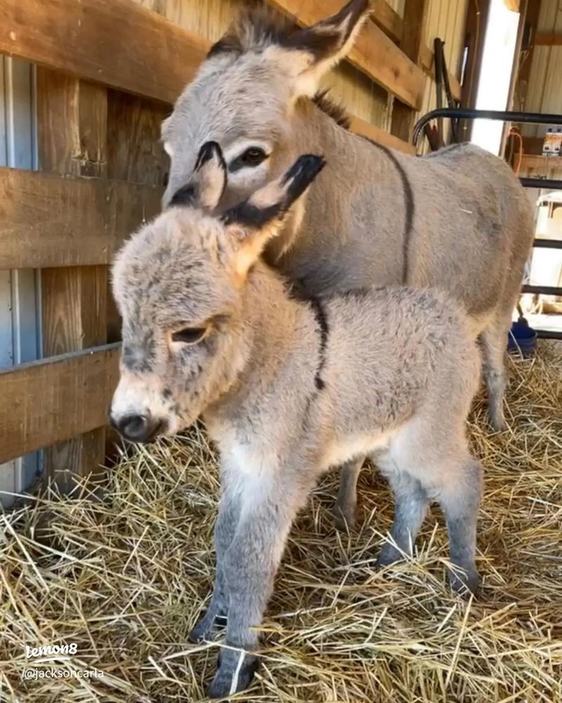 Miniature Donkey: Pocket-Sized Personality Powerhouse