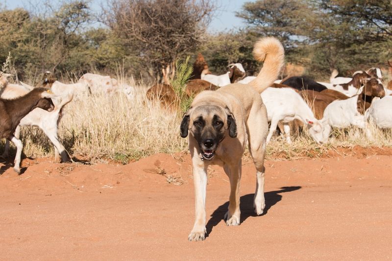 Anatolian Shepherd: The Ancient Protector