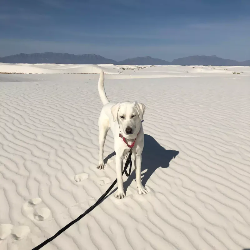 White Sands National Park (New Mexico)