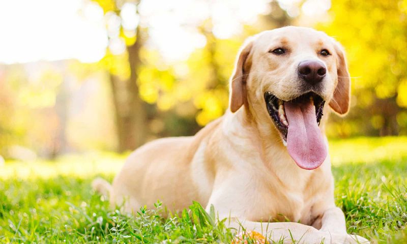 Friendly, Affectionate Temperament
