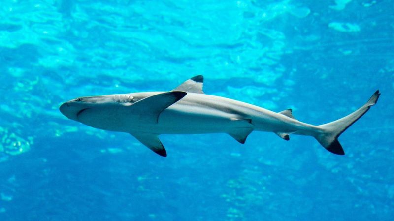 Spinner Shark: The Acrobatic Hunter