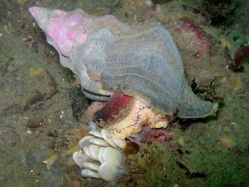 Kellet's Whelk: Slow-Motion Hunter