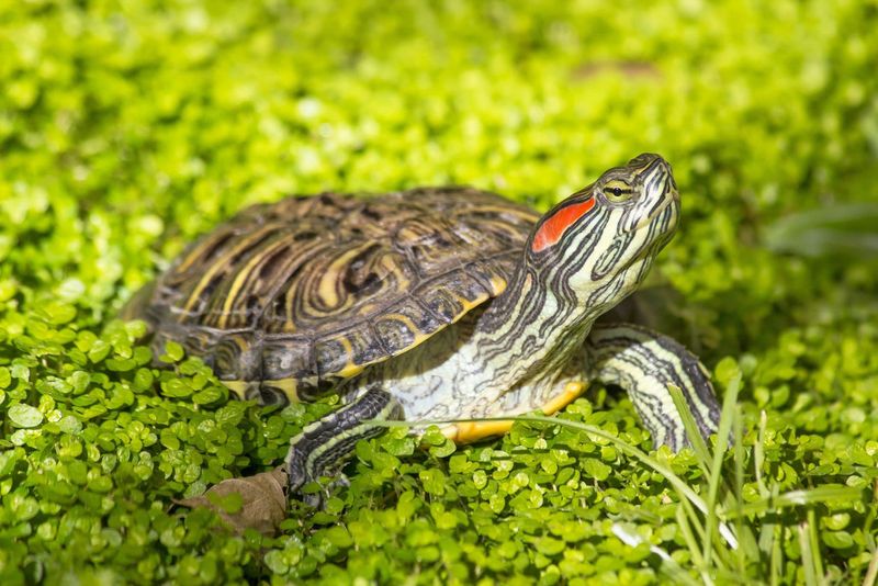 Red-Eared Slider: The Aquatic Ambassador