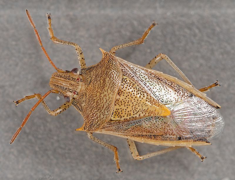 Rice Stink Bug