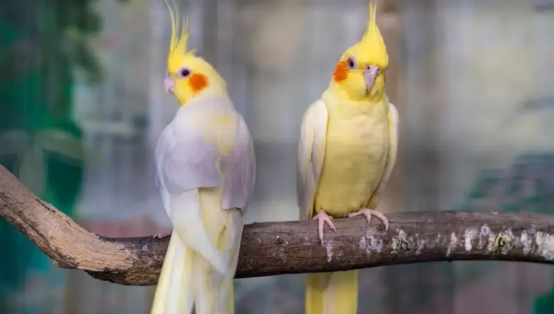 Cockatiel: The Whistling Wonders
