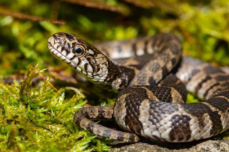 Southern Watersnake: The Wetland Warrior