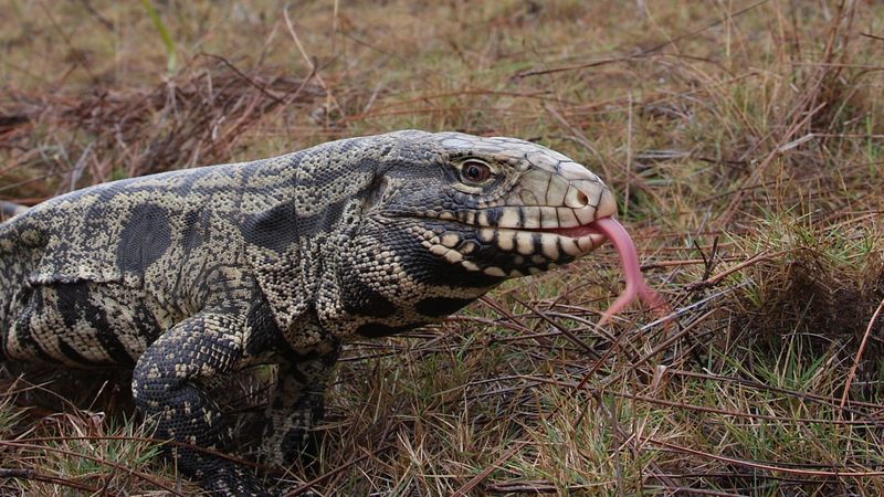 Tegus: Opportunistic Omnivores