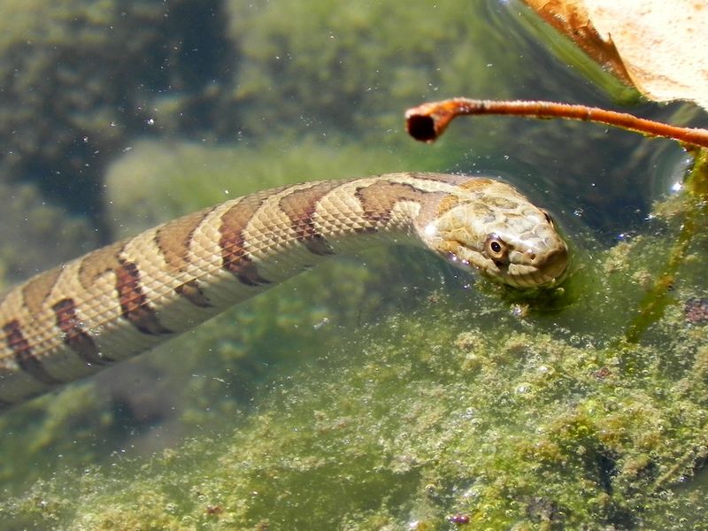 Missouri River's Massive Water Snakes